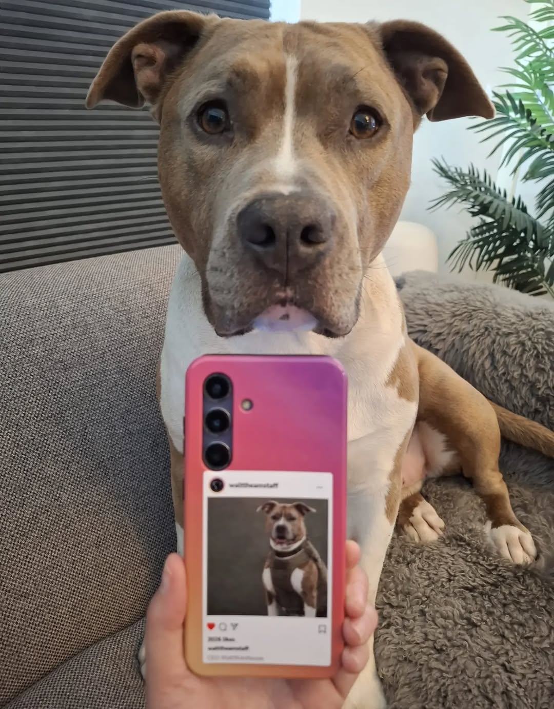 @walttheamstaff