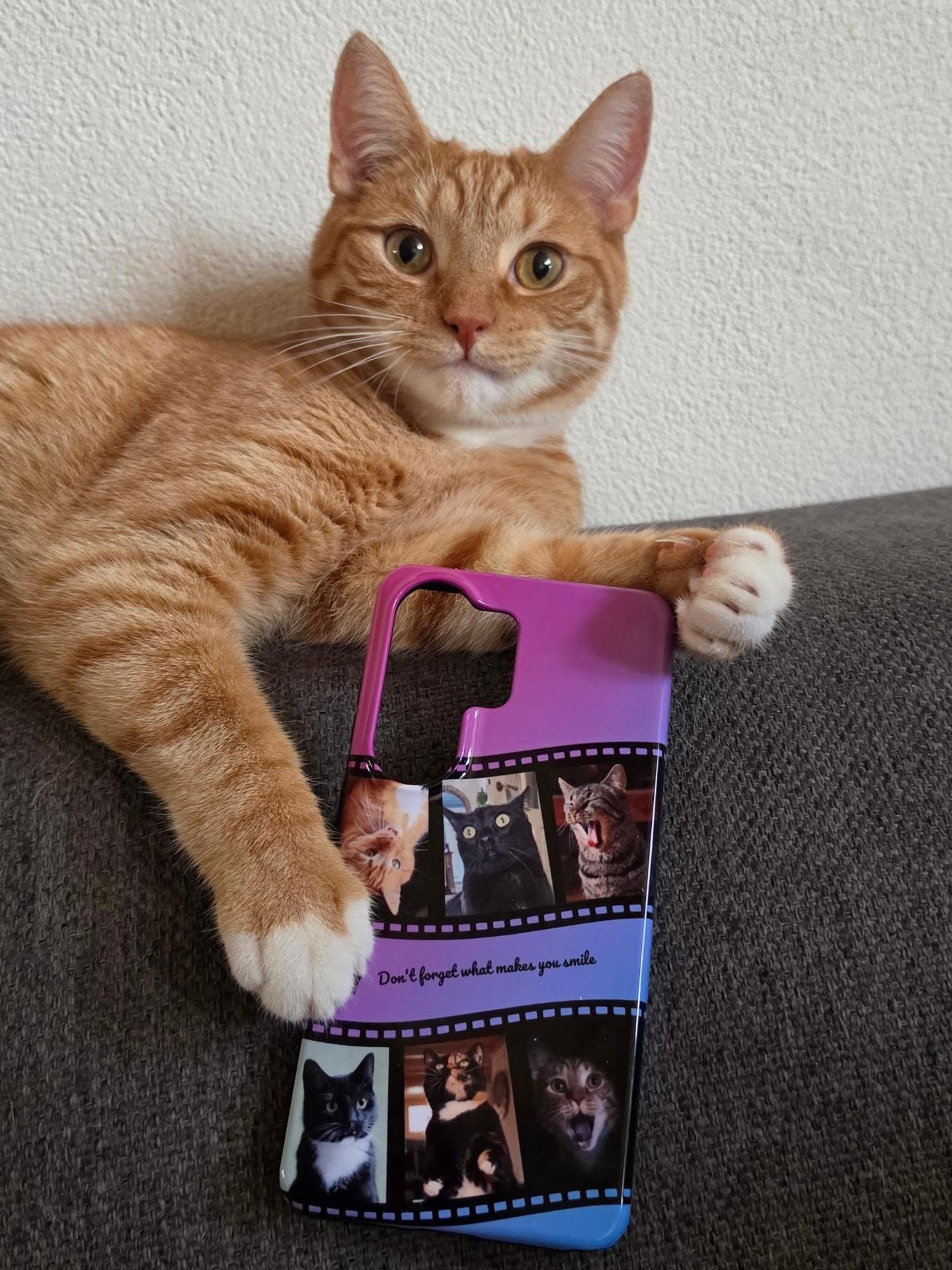 @catasticpaws